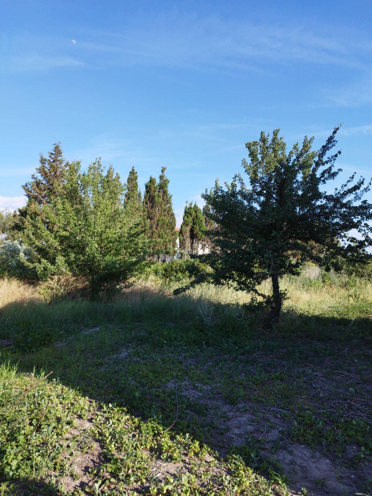 Anteprima 5