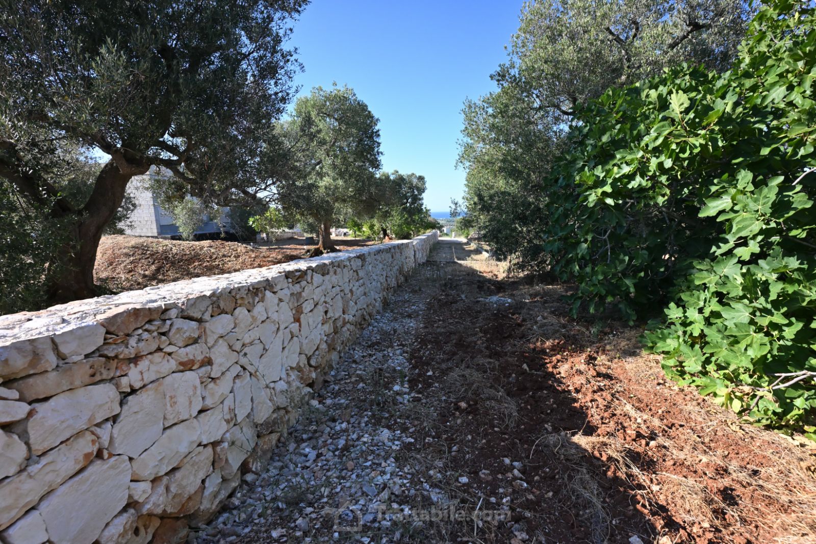 Anteprima 15