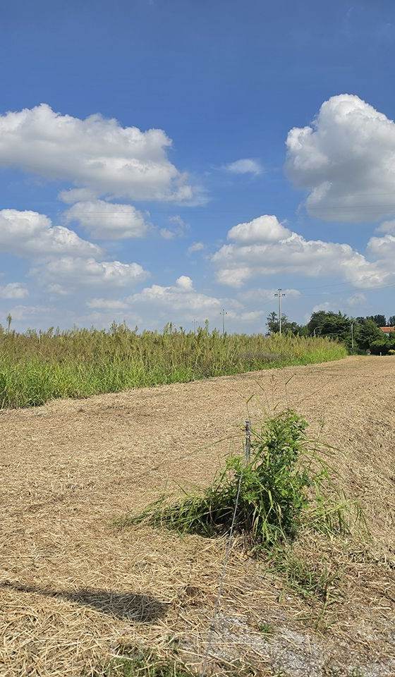 Terreno Agricolo 2.23 Ha Copparo ( Fe ) Fronte Strada
